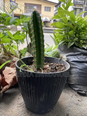 Fresh Live Small Cactus Plant for Sale in Lagos, Nigeria