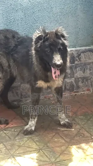 1+ year Female Purebred Caucasian Shepherd
