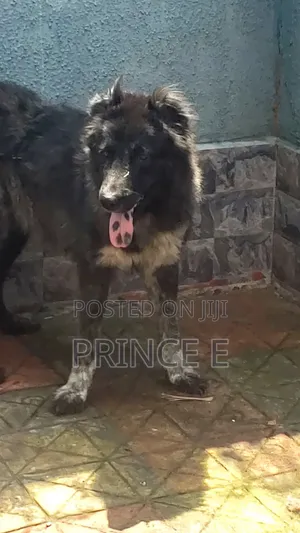 1+ year Female Purebred Caucasian Shepherd