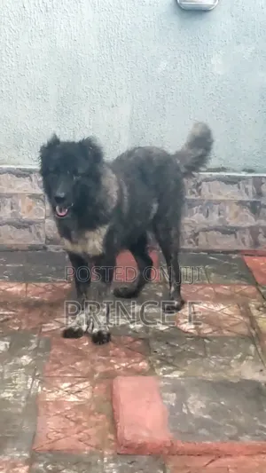 1+ year Female Purebred Caucasian Shepherd