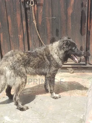 1+ year Female Purebred Caucasian Shepherd