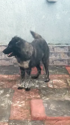 1+ year Female Purebred Caucasian Shepherd