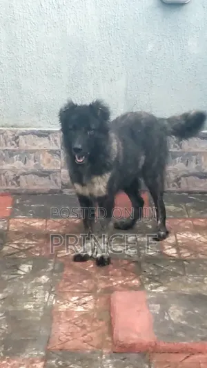 1+ year Female Purebred Caucasian Shepherd