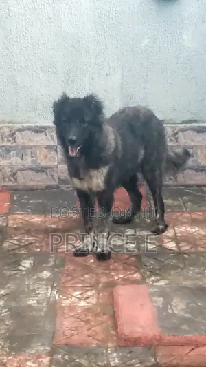 1+ year Female Purebred Caucasian Shepherd