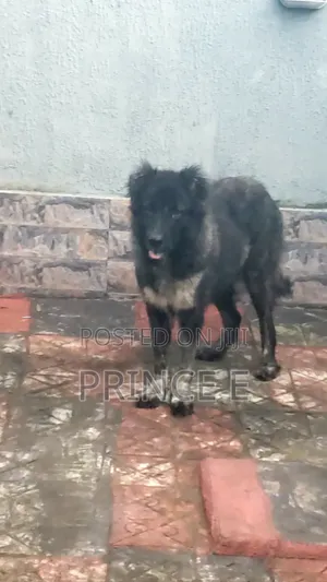 1+ year Female Purebred Caucasian Shepherd