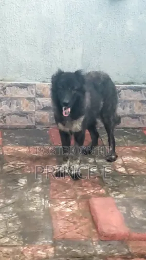 1+ year Female Purebred Caucasian Shepherd