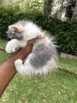 1-3 months Female Purebred Persian