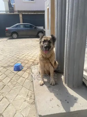 1+ year Female Purebred Caucasian Shepherd