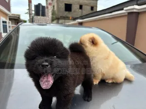 1-3 months Female Purebred Chow Chow
