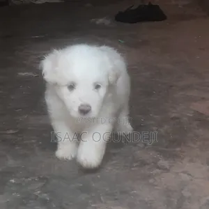 0-1 month Female Mixed Breed Lhasa Apso