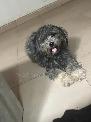 1+ year Male Purebred Lhasa Apso
