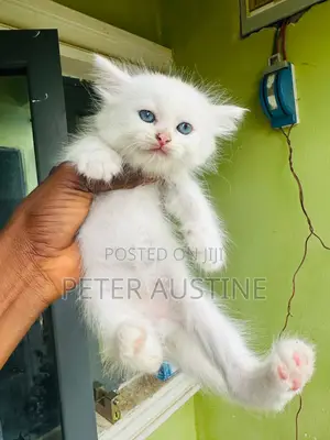 1-3 months Female Purebred Persian