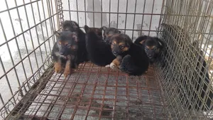 1-3 months Female Purebred German Shepherd