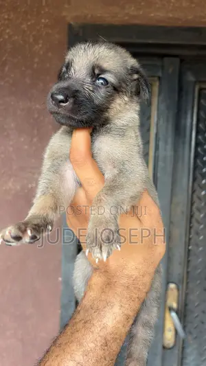 1-3 months Male Purebred German Shepherd