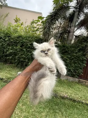 1-3 months Female Purebred Persian
