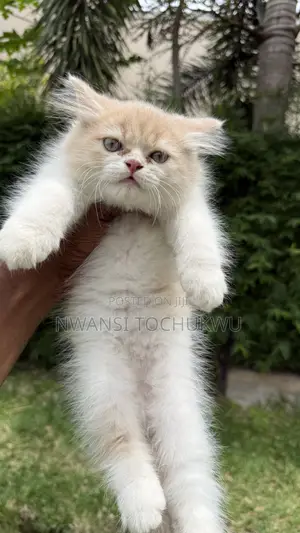 1-3 months Male Purebred Persian