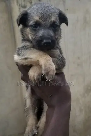 1-3 months Male Purebred German Shepherd