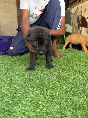 1-3 months Female Purebred Boerboel