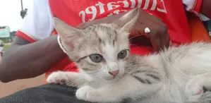 3-6 months Female Purebred American Shorthair