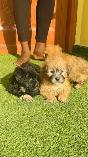 0-1 month Male Purebred Lhasa Apso