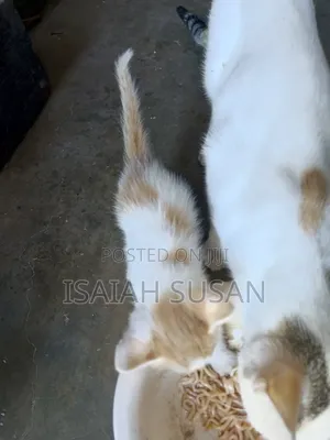 1-3 months Female Mixed Breed American Shorthair