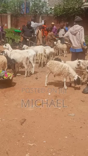 Healthy Rams