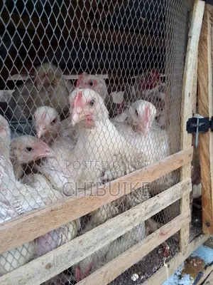 Agriculture