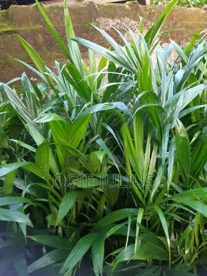 Mature Oil Palm Nursery for Sale