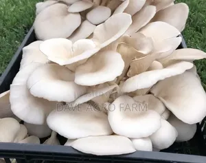 Mushroom, Palm Weevil, Bsf, Rabbit Ebooks