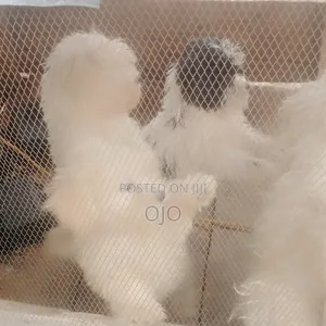 1-3 months Female Purebred Lhasa Apso