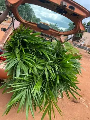 Hybrid Palm Seedling Tenera, Supergen, Coconut