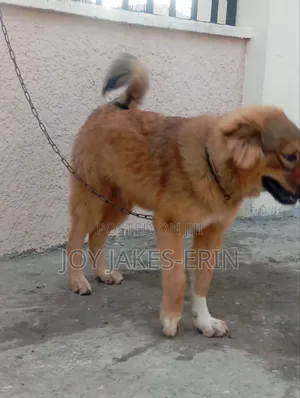 3-6 months Male Mixed Breed Caucasian Shepherd