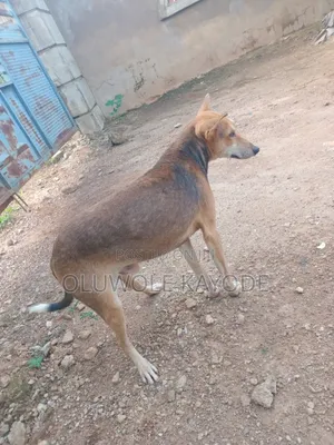 1+ year Male Purebred Dog