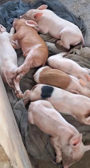 Healthy Weaners Available
