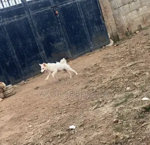 3-6 months Female Purebred American Eskimo