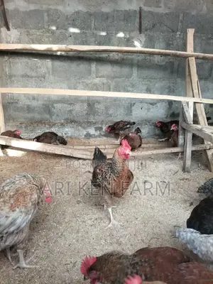 Noiler Birds