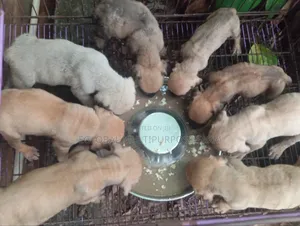 0-1 month Female Purebred Boerboel