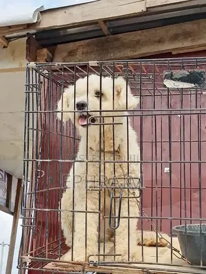 1+ year Male Purebred Lhasa Apso