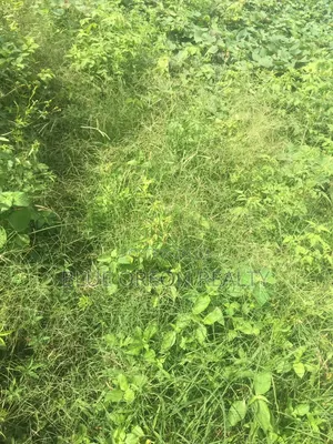Plot of Land for Sale at Iyin Ekiti