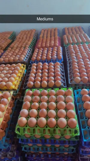 Fresh Farm Eggs