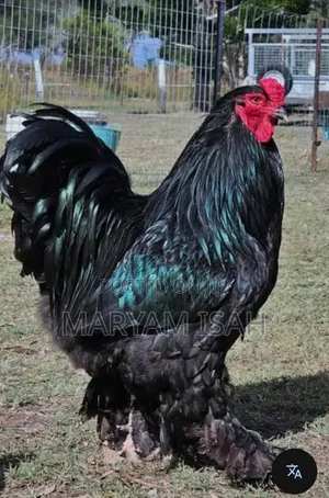 Black Bramah 1 Male 4 Female