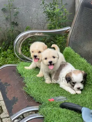 1-3 months Female Purebred Lhasa Apso