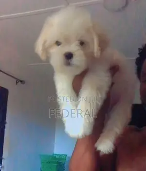 1-3 months Male Purebred Lhasa Apso