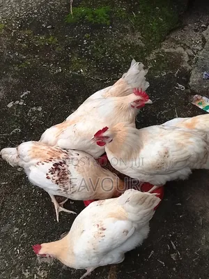 Chicken for Sales