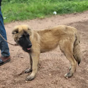 3-6 months Male Purebred Caucasian Shepherd