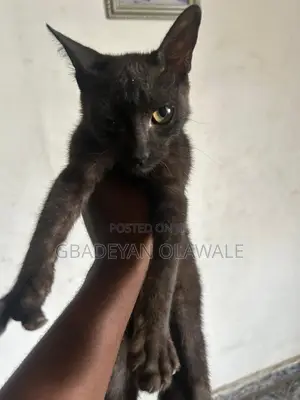 1-3 months Female Mixed Breed Bombay