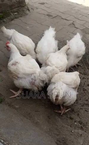 6 Weeks Live Dressed Chicken