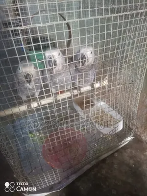 Healthy Calm Bird