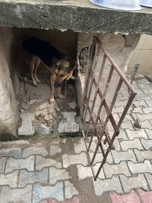 1+ year Male Purebred German Shepherd