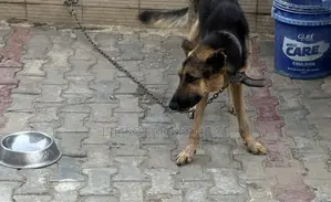 1+ year Male Purebred German Shepherd